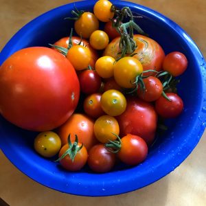 Photo of home grown tomatoes.